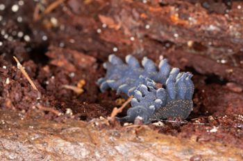 Media type: image;   Invertebrate Zoology 168055 Description: Digital photograph of specimen in life.;